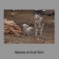 Alpacas at local farm